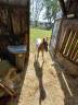 Poulain appaloosa