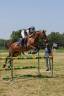 JUMENT CONNEMARA 10 ANS. SPORT