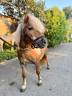 Shetland de poney club 