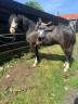 Poney C - Welsh 