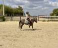 Poney B - Welsh 