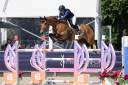 Hongre de Grand Prix 