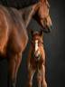 SBS - Poulain - CSO