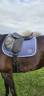 Selle brunet pineau