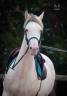 Jument Pure Race Espagnole isabelle perle gestante