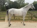 8 ANS MAGNIFIQUE 1,76M pou Pro ou petit niveau aussi