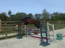 Selle Fran&ccedil;ais &ndash; Hongre &ndash; Bai &ndash; 169cm &ndash; 4ans