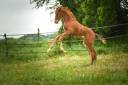 Foal femelle - Spingbank II Vh x Don Juan de hus 