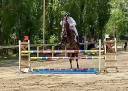 Hongre hanovrien 5 ans cce et dressage