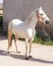 HONGRE CAMARGUE