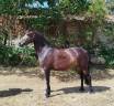 ponette 143 cms - 7 ans