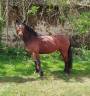 PONEY HONGRE CONNEMARA 4 ANS