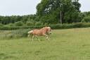 jument HAFLINGER PP Confirm&eacute;e