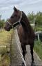 Hongre pur-sang 5ans