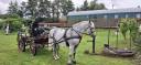 cheval de trait Arabo Percheron attel&eacute; + cal&egrave;che Marath