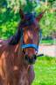 Poney portugais 