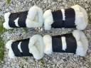 Protection dressage Kentucky 