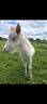 Mini shetland 