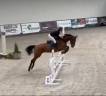 Jument de sport 6 ans 