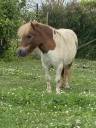 Ponette shetland 