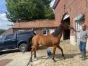 Jument psa de 14 ans &agrave; vendre