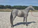 Ponette Wpb - cso - cce - sport