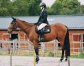 Hongre de 6 ans pour loisir/cso