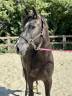 Ponette D - New Forest 