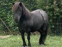 ponette shetland 
