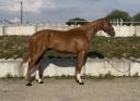 Hongre SF 3 ans mont&eacute; 