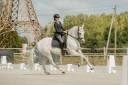 Hongre - Lusitanien - 14 ans - Dressage -  PSG - France
