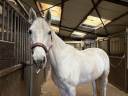 Cheval &agrave; vendre 