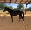 Pouliche de 2 ans &agrave; vendre 