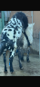 Jument Percheron 