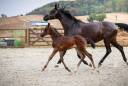 Pouliche Zangersheide avec beaucoup de chic 