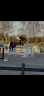 Imperador MC 8y gelding for sale.