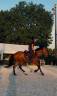Hidalgo chouette hongre de 4 ans