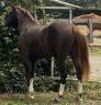 Pouliche et Yearling PFS 