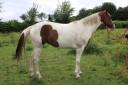 Jument paint horse tobiano sorrel de 6 ans a vendre