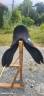Selle mixte Wintec 2000 HW 17,5" - neuve (2024) - Factu