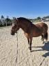 Franche-montagne 6 ans