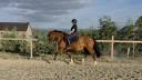 Franche-montagne 6 ans