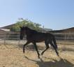 Poulain PRE Pure Race Espagnole A vendre 2024 Noir par NELSON XIII