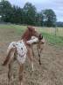 Poulain PP RBP crois&eacute; appaloosa fondation