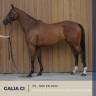 MAGNIFIQUE JUMENT - GALIA CI