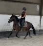 Poney New Forest de 3 ans 