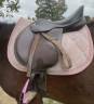 Lots 3tapis + un licol prix abordable urgent 