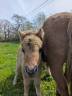 Pouliche mini-shetland
