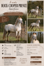 &Eacute;talon appaloosa 