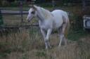 Jeune Paint horse pp